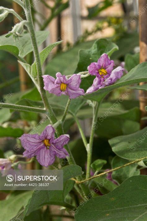 nightshade and sulfur|is aubergine a nightshade.